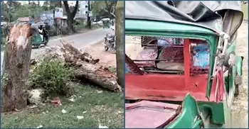 Woman dies after tree falls on moving auto-rickshaw in Moulvibazar