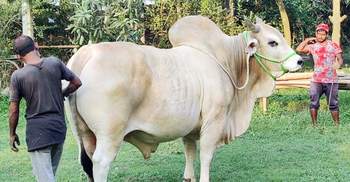 শখের ‘বাদশাহ’ বিক্রি হলো সাড়ে ৯ লাখ টাকায়