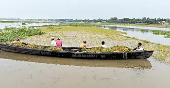 টানা বৃষ্টিতে তলিয়ে গেছে হাজার বিঘা জমির পাকা ধান