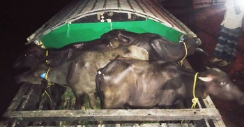 বানের পানিতে ভেসে এলো ভারতীয় ৪ মহিষ