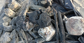 বালি খুঁড়ে তোলা হলো ৪৬ ফুট দৈর্ঘ্যের তিমির কঙ্কাল