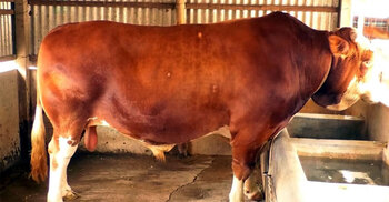 কোরবানির হাট মাতাবে ফরিদপুরের ‘রাজাবাবু’