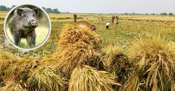 ফসলি জমিতে রাতভর বুনো শুয়োরের তাণ্ডব, রাত জেগে পাহারা