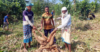 PRAN aims to collect 35,000 tonnes of cassava