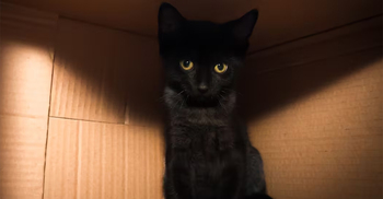 স্পেনে হ্যালোইনের সময় কালো বিড়াল দত্তক নেওয়ার ওপর নিষেধাজ্ঞা