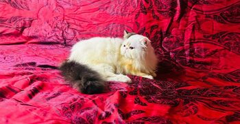 ৬২ হাজার টাকায় কেনা বিড়াল অসুস্থ, ফেরত নিতে আইনি নোটিশ