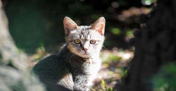 নিউজিল্যান্ডে বন্য বিড়াল নিধনে আইন প্রণয়ন