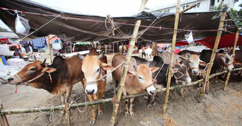 Security tightened at Dhaka’s cattle markets ahead of Eid