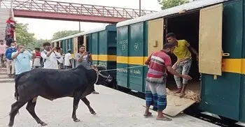 কোরবানির পশু পরিবহনে যেসব রুটে চলবে ক্যাটল স্পেশাল ট্রেন