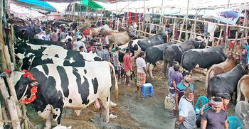 SC clears way to set up cattle market in Aftabnagar