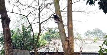 কুড়িগ্রাম সীমান্তের শূন্যরেখায় সিসি ক্যামেরা স্থাপন করলো বিএসএফ