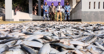 চাঁদপুরে পৃথক অভিযানে ১৭৮ মণ জাটকা জব্দ