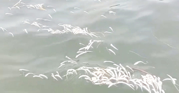 মেঘনায় ভেসে উঠছে মরা মাছ