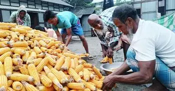 চাঁদপুরে কালবৈশাখীর থাবায় ভুট্টা চাষে বড় ধাক্কা