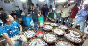 সরবরাহ কম, নাগালের বাইরে ইলিশের দাম