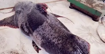 চাঁদপুরে ২০ কেজির বাঘাইড় বিক্রি হলো ৪৯ হাজারে