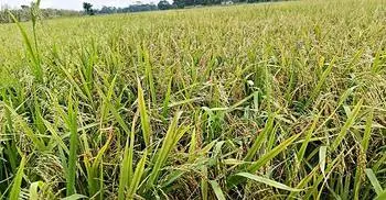 চাঁদপুরে কালবৈশাখী-শিলাবৃষ্টিতে ৪৪৫ হেক্টর জমির ফসলের ক্ষতি