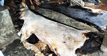 সুযোগের অপেক্ষায় চামড়া চোরাচালানীরা