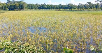 বন্যায় চাঁদপুরে দেড়শ কোটি টাকা ক্ষতির শঙ্কা