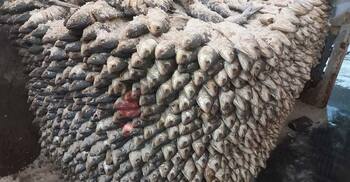 মৌসুমের শেষ সময়ে প্রস্তুত হচ্ছে নোনা ইলিশ