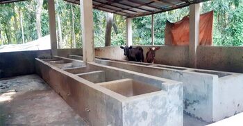 ঈদের আগ মুহূর্তে খামারির ১৪ গরু চুরি