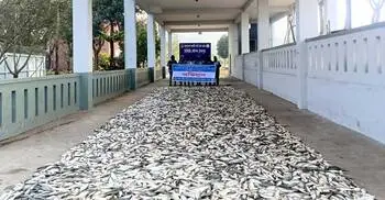 চাঁদপুরে লঞ্চ থেকে ৭ টন জাটকা জব্দ