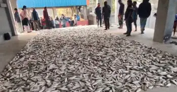 যাত্রীবাহী লঞ্চ থেকে ১০৩ মণ জাটকা জব্দ