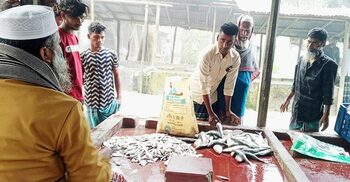 চাঁদপুরে নিষেধাজ্ঞা অমান্য করে জাটকা বিক্রি
