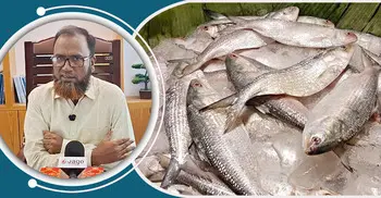 ইলিশ উৎপাদন বেড়েছে, তবে বড় চ্যালেঞ্জ টেকসই ব্যবস্থাপনা
