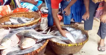 Hilsa prices soar to record highs in Chandpur