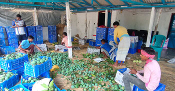 সুইডেন গেলো চাঁপাইনবাবগঞ্জের হাড়িভাঙ্গা