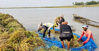 উজানের ঢলে তলিয়ে গেলো সাড়ে ৪০০ বিঘা জমির ধান