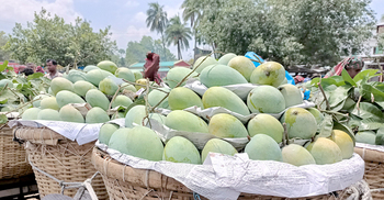 দ্বিগুণেরও বেশি আম রপ্তানিতে লাভবান চাষিরা