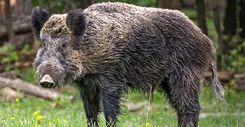 চাঁপাইনবাবগঞ্জে ভারতীয় বুনো শূকরের তাণ্ডব, আহত চার