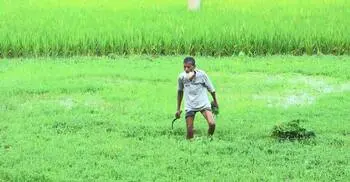 পানির অভাব কাটিয়ে চাঁপাইনবাবগঞ্জে কৃষিতে বৈপ্লবিক পরিবর্তন