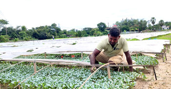 কুমিল্লায় ২২ কোটি টাকার সবজির চারা বিক্রির আশা