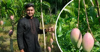 টিউশনির জমানো টাকায় ফলবাগান, বছরে আয় ৭ লাখ টাকা
