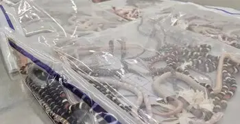 Man smuggles 100 live snakes into China cramming in trousers