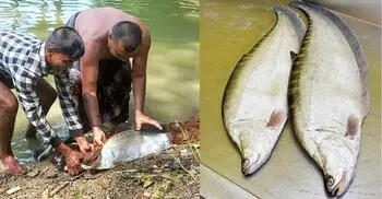 চিতল মাছ চাষ যেভাবে লাভজনক হতে পারে