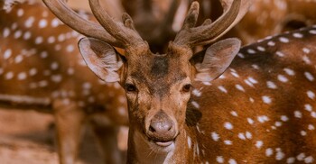 হরিণের মাংস কি হালাল?