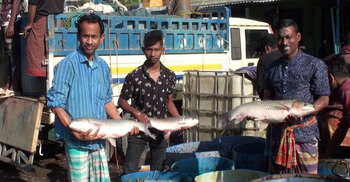 যে বাজারে প্রতিদিন কোটি টাকার মাছ বিক্রি হয়