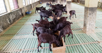 জনবলের অভাবে খুঁড়িয়ে চলছে চুয়াডাঙ্গার ছাগল উন্নয়ন খামার