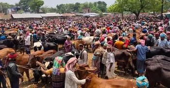 চুয়াডাঙ্গায় জমজমাট পশু বেচাকেনা, দাম বেশি বলছেন ক্রেতারা