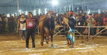র‌্যাম্প শো’র মধ্য দিয়ে শেষ হলো গরুমেলা