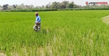 জ্বালানি সংকটে স্বস্তি দিচ্ছে জিকে ক্যানাল, কৃষকের মুখে হাসি