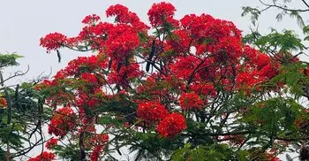 মৌলভীবাজারে কৃষ্ণচূড়ায় সেজেছে প্রকৃতি
