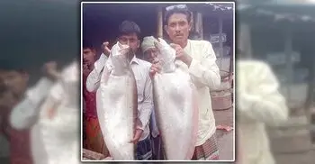 অক্সিজেন সিলিন্ডার লাগিয়ে আটকা পড়া দুই চিতল ধরলো জেলে