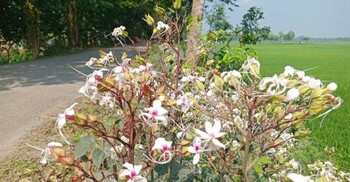 গ্রামীণ পথের নীরব সৌন্দর্য ভাঁটফুল