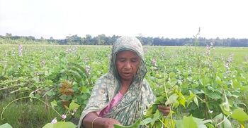 শিমের রাজ্যে ভাইরাসের হানা, দিশেহারা কৃষক