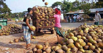 প্রথমবারের মতো ভারত থেকে এলো ৫০ মেট্রিক টন নারিকেল